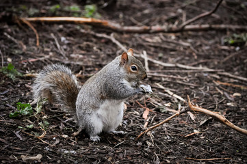 Squirrel sits on ground