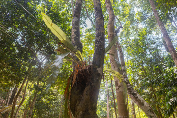 Bird nest fern in National Park, Phatthalung, Thailand