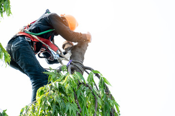 Workers cut trees, were climbing trees and set for safety.