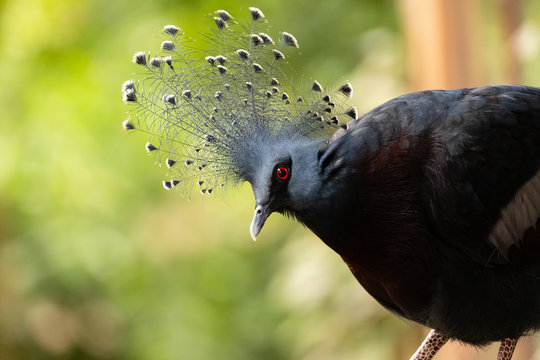 V&ouml;gel