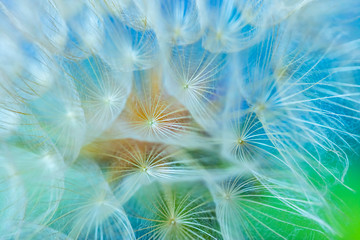 dandelion seed close up 