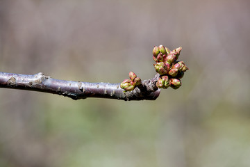 tree branch with buds background, spring