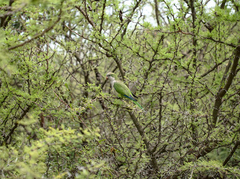 Parrot standing on an espinillo tree (Vachellia caven) in Villa de Merlo, San Luis, Argentina.