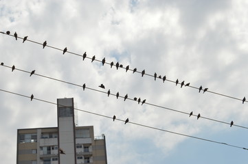 Partitura 