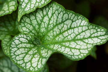 Patterned Bugloss Leaf