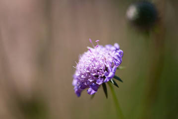 Pincushion Flower