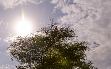 Landscape in Chamo lake