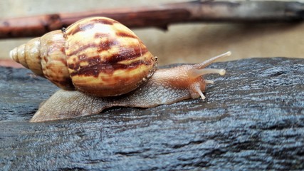 Snails that live naturally Looking for food after the rain stopped
