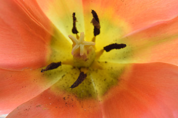 Macro image of a tulip stigma