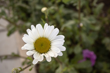 Fototapeta premium Marguerite Daisy