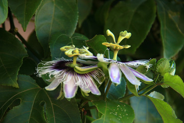 Flor de maracujá