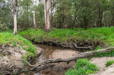 spring path in the forest