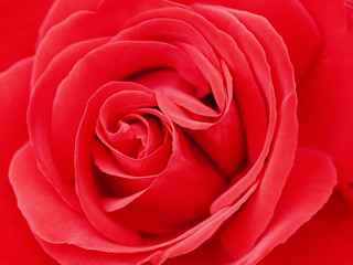rote Rose
