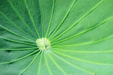 Closeup of a green lotus leaf with converging ribs slightly off center