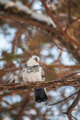 pigeon on branch