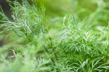 Bed of green dill close-up. Macro photography