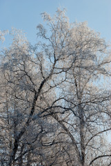 trees in winter