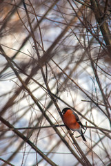 bullfinch on a branch