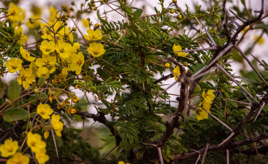 Fototapeta premium Flowers amongst thorns