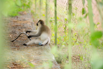 Green monkey in Ethiopian