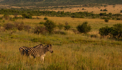 Fototapeta na wymiar Zebra landscape