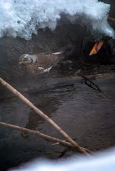 Fototapeta premium fire in forest