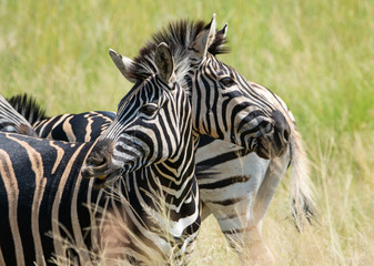 Fototapeta na wymiar Two headed zebra?