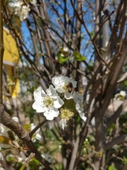 pequeña abeja dentro de una flor blanca comiendo
