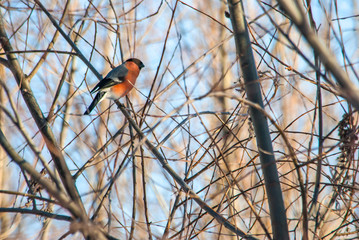 bullfinch on a branch
