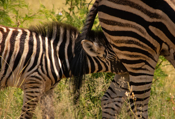 Zebra foal