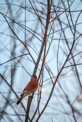 bullfinch on a branch