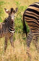 Zebra foal
