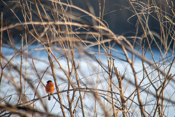bullfinch on a branch