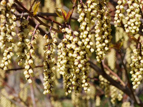 Stachyurus praecox, un arbuste aux longues grappes de fleurs jaune pâle pendantes sur des rameaux nus au printemps