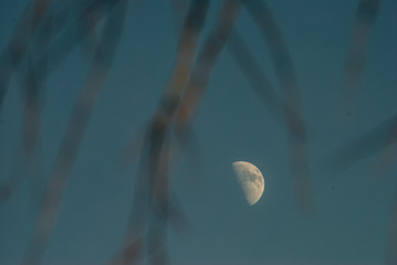 moon in the sky