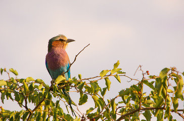 Lilac Breasted Roller