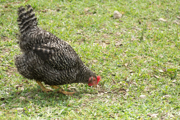放し飼いの岡崎おうはん