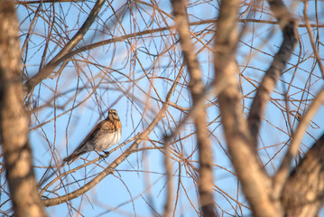 Turdus pilaris