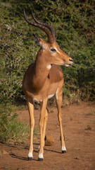 Impala ram