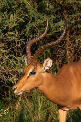 Impala ram