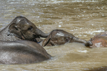 two young elephants bathing together with other elephants