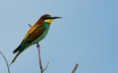 Bee-eater
