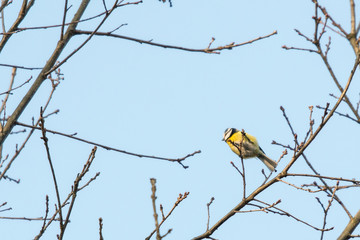 Blue tit on a twig of oak without leaves.