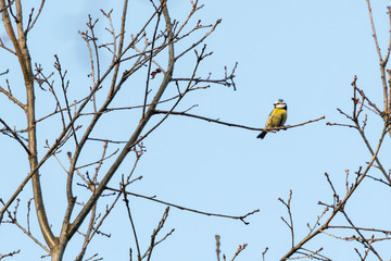 Blue tit on a twig of oak without leaves.
