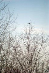 Fototapeta na wymiar bird on branch