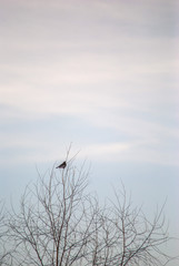 bird on branch