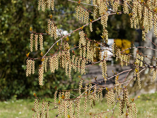 Stachyurus praecox, un arbuste aux longues grappes de fleurs jaune pâle pendantes sur des rameaux...