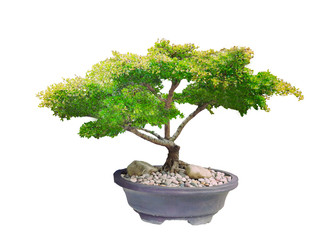 Beautiful ornamental tree from Thailand, Green topiary tree, Green leaves ornamental plant, big...