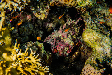 Coral reefs and water plants in the Red Sea, Eilat Israel