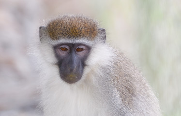 Green monkey in Ethiopian